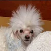 fluffyp00dle