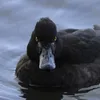 theducknessthedoom