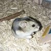 fleurthehamster