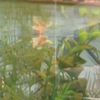 leafthegecko