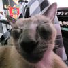 cheezethesiamese