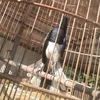 thien1998a