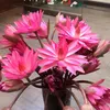 linhjim16