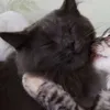 skyfxllontt
