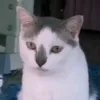 umarabdulaziz67