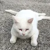 sironeko728