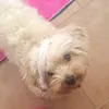 alexaaf2