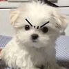 Pu~