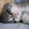 dirty..kitten