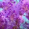 _toilatoi78_