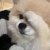 hihahihagau