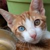 swrilycat