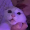 iloveqwas
