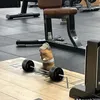 ntc_254