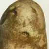 n0p33p0n