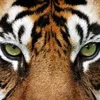 letigre3013