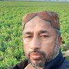 gulsherwagho