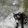 meowmeowpoza2.0