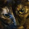 taffycat3820