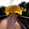 vinhcuu99zz5