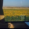sunflowers.2210