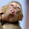 animalinthisearth
