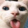 daugau9