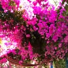 flowerpowerforlive