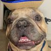 Franklyn the Frenchie