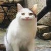 cherry_0426