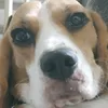 dabbingpas
