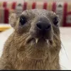 squee.ellis