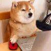 hindiakoyun69