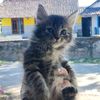 tipu daya si AMING🐱