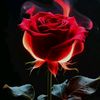 amandha736