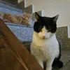 mulanenamel