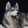 huspinpack22