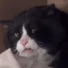 ladeedeedodeeda_