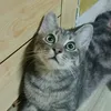 cldnsusi