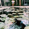 heysiana