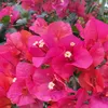 simply_ana77