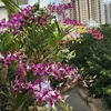 yennguyen250674