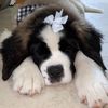 margethesaintbernard