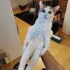 ssnoega