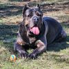 DEXTER THE CANE CORSO