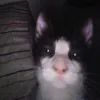 ssebadlr