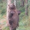 kodiak_99