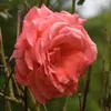 florianedessinsspirit