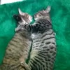 pramitasilaban
