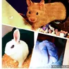 fluffycutieandbiscuit